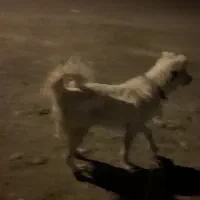 سگ اشپیتز تریر