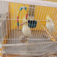 سه جفت عروس کار داده بالغ|پرنده|سبزوار, چهارراه فرودگاه|دیوار