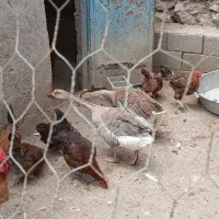 قو غاز بزرگ