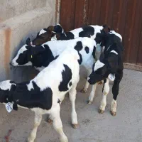 گوساله شیری نر