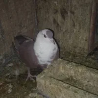 ماده مخمل سرخ