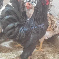 مرغ و خروس