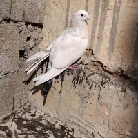 سفید تهرانی