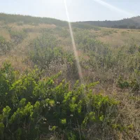 اجاره 4هکتارباغ انگور|اجارهٔ دفتر صنعتی، کشاورزی، تجاری|مریوان, |دیوار