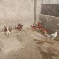 جوجه خروس محلی آماده کشت