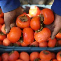 خرمالو فروشی