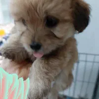 فروش سگ|سگ|چمران, |دیوار