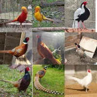 فروش انواع پرنده