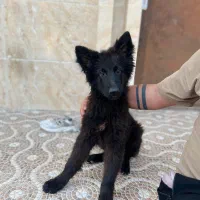 سگ نژاد ژرمن