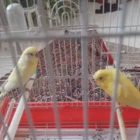 یه جفت مرغ عشق زیبا ،ماده پروانه ای|پرنده|بهارستان, |دیوار