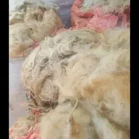 پشم گوسفندی شستشو ‌شده