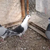 دمگیر سیالوی|حیوانات|اصفهان, جنیران (لادان)|دیوار