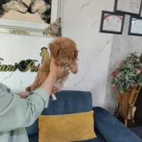 واگذاری مالتی پودل اصیل