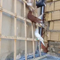 کفتر|پرنده|تربتحیدریه, نواب صفوی|دیوار