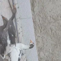 غاز نرو ماده