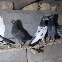 کفتر پاکستانی