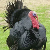 تخم بوقلمون و مرغ