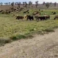 اجاره مزرعه مناسب پرورش بوقلمون . شترمرغ.مرغ .جوجه|فروش خانه و ویلا|پاسارگاد, |دیوار