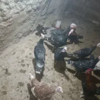 فروش بوقلمون