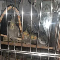 طوطی عروس ماده