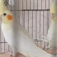 عروس 3جفت