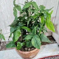 گل سینگونیوم|گل و گیاه طبیعی|تهران, شهرک پرواز|دیوار