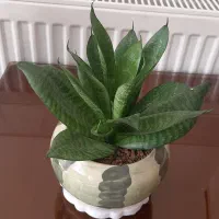 حراج گل پتوس و سانسوریا|گل و گیاه طبیعی|مبارکه, |دیوار