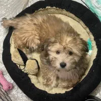 سگ نژاد شیتزو|سگ|مشهد, ابوذر|دیوار