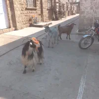 بز جوان بگون سه تا قیمت ۲۷میلیون|حیوانات مزرعه|مسجد سلیمان, |دیوار