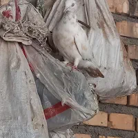 کبوتر