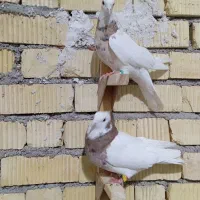 کبوتر|پرنده|رحمتآباد, |دیوار