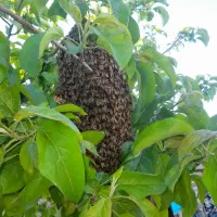 عسل آویشن خار شتر شیره انگور|خوردنی و آشامیدنی|ساری, |دیوار