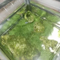 ماهی گوپی و دم پروانعی