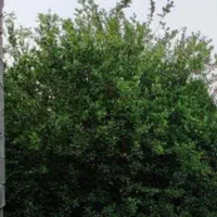 فروش باغ میوه  برق دار  نزدیک جاده اسفالت بن جعفر|فروش دفتر صنعتی، کشاورزی، تجاری|دزفول, |دیوار