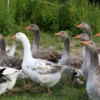 گوشت پاک شده بوقلمون غاز و خروس محلی|خوردنی و آشامیدنی|ماکو, |دیوار