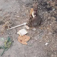 خرگوش بازیگوش  باشماره تماس بگیرین