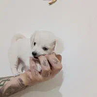 توله سگ پامر اشپیتز