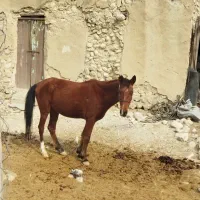 اسب مادیان|اسب و تجهیزات اسبسواری|بندر دیر, |دیوار