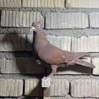 کبوتر|پرنده|شیراز, کوشک میدان|دیوار