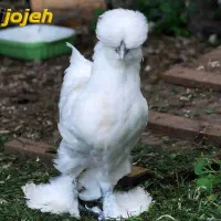مرغ و خروس