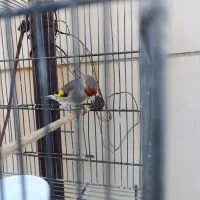 سهره دورگ کرمانی