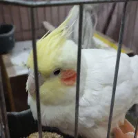 عروس هلندی|پرنده|مرودشت, کوشک|دیوار