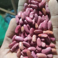لوبیا|عمده‌فروشی|اراک, |دیوار