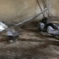 کبوتر زینتی چتری|پرنده|بابل, |دیوار