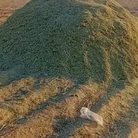 خار دانه دار خوب