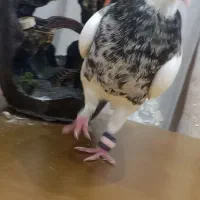 طوقی هفت رنگ|پرنده|بندر ماهشهر, |دیوار