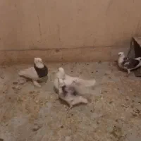 کبوتر‌طوقی‌با‌دوعدد‌جوجه