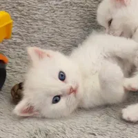 اسکاتیش چشم ابی