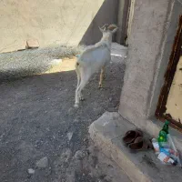 نربز سانن اصل|حیوانات مزرعه|بجستان, |دیوار