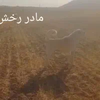 سگ‌ سراب|سگ|دهگلان, |دیوار